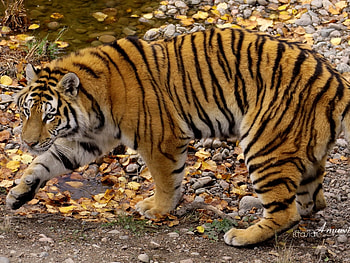 Animals, Tigers HD wallpaper