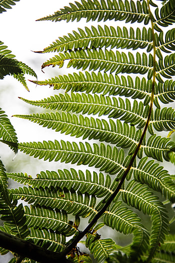 Nature, Plant, Fern, Sheet, Leaf, Carved HD phone wallpaper