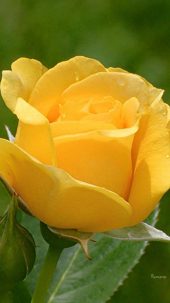 Yellow Rose, Beautiful, Yellow Flower HD phone wallpaper