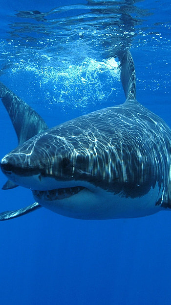 Shark, Hunter Fish, Hunter HD phone wallpaper