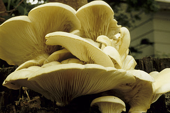 Oyster mushrooms, Pleurotus ostreatus, Edible fungus, Agaricales family HD wallpaper
