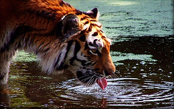 thirsty tiger, thirsty, tiger HD wallpaper