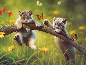young lynx, cats, butterfly, lynx, animals HD wallpaper