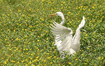 Animals, Grass, Bird, Wings, Wave, Sweep HD wallpaper