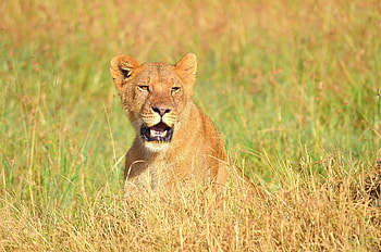 Animals, Grass, Muzzle, Lion, Predator, Open Mouth HD wallpaper