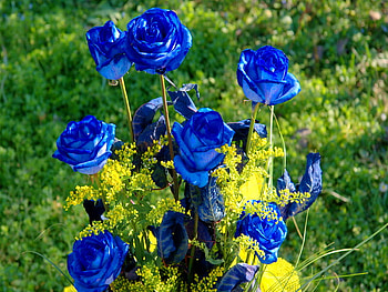 Blooming blues, blue, roses, green, garden, flowers HD wallpaper