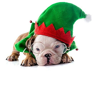 Christmas puppy, dog, animal, white, craciun, cute, puppy, green, christmas, red, glasses, card, paw, hat, caine HD wallpaper