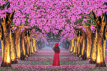 ღ, Woman, Flowers, Walking, Trees HD wallpaper