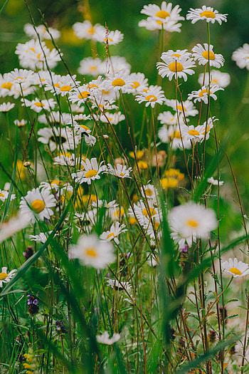 Flowers, Grass, Camomile, Wildflowers HD phone wallpaper