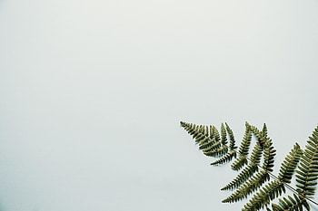 Leaves, Fern, Minimalism, Branch HD wallpaper
