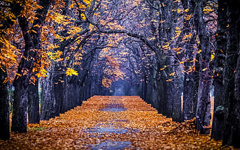 Autumn Forest Path, autumn, forests, leaves, nature HD wallpaper
