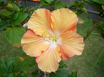Flowers, Leaves, Bloom, Flowering, Branch, Hibiscus, Bicolor, Dichromatic HD wallpaper