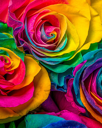 Flowers, Multicolored, Motley, Rose Flower, Rose, Petals HD phone wallpaper