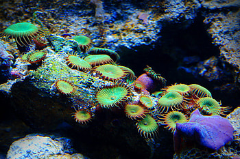 Aquaview, sea, marine, coral, neon, life, 3d, corals HD wallpaper