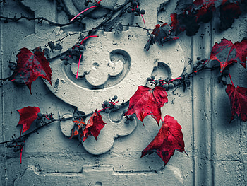 Leaves, Grapes, Miscellanea, Miscellaneous, Wall HD wallpaper