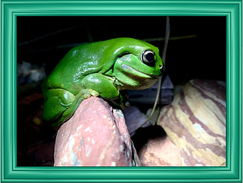FRAMED FROG, FROG, NATURE, FRAMED HD wallpaper