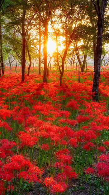 Beautiful For, Red Flowers HD phone wallpaper