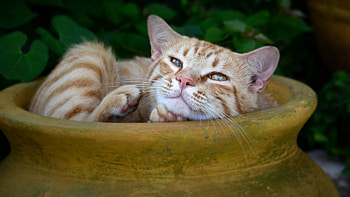 Cat, kitten, kitty, cats, cute, sleepy, sleeping, beauty, animals, hat, sweet, beautiful, paws, cat face, pretty, face, lovely HD wallpaper