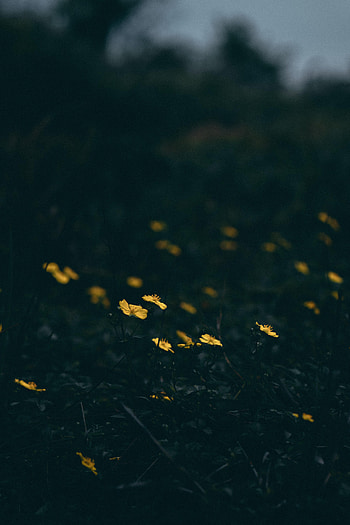Flowers, Grass, Bloom, Flowering HD phone wallpaper