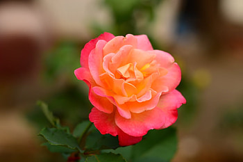 ROSE, PETALS, LEAVES, COLORS, STEMS HD wallpaper