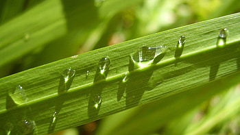 Grass, Leaves, Drops, Macro, Light, Light Coloured, Dew HD wallpaper
