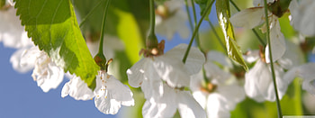 Cherry Tree, resolution, 3840 x 1440 HD wallpaper