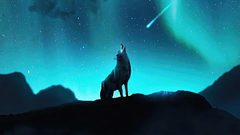 Fox howling, night, northern lights, stars HD wallpaper