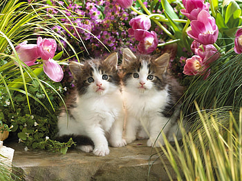 Garden couple, animal, kitten, flower, couple, garden, cat, feline HD wallpaper