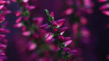 Grass, Flower, Macro, Glare, Colorful, Colourful HD wallpaper