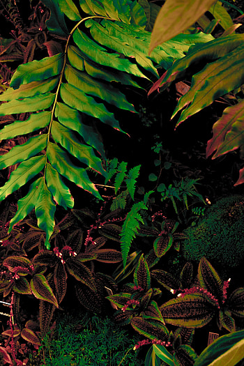 Nature, Leaves, Plant, Vegetation HD phone wallpaper