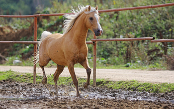 Animals, Horses HD wallpaper