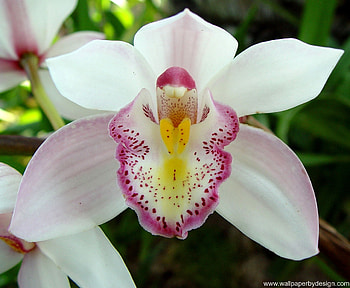Plants, Flowers HD wallpaper