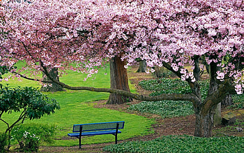 Springtime in a park, bench, trees, lawn, blossoms, path HD wallpaper