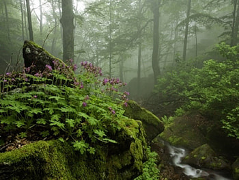 Wild Geranium, geranium, landscape, nature, flowers HD wallpaper