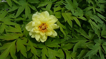 Flower, leaves, pretty, green HD wallpaper