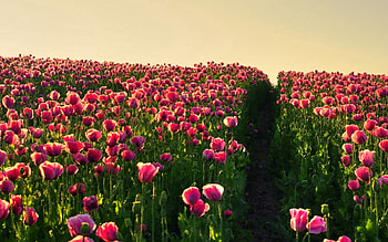 Flowers, Sky, Poppies, Road, Greens, Field, Evening HD wallpaper
