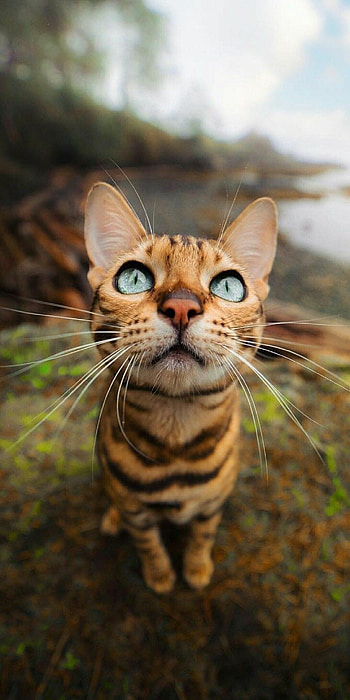 Whiskers, Bengal Cats HD phone wallpaper