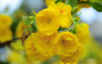 Flowers, summer, spring, yellow, flower HD wallpaper