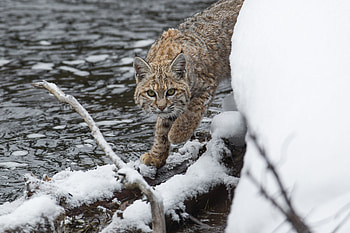 Animals, Snow, Iris, Predator HD wallpaper