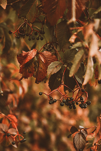 Nature, Leaves, Berries, Plant, Clusters, Bunches HD phone wallpaper