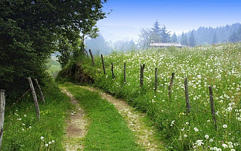 Paths IV., scene, landscape, , paths, spring, way, summer, field, fence, road, nature HD wallpaper