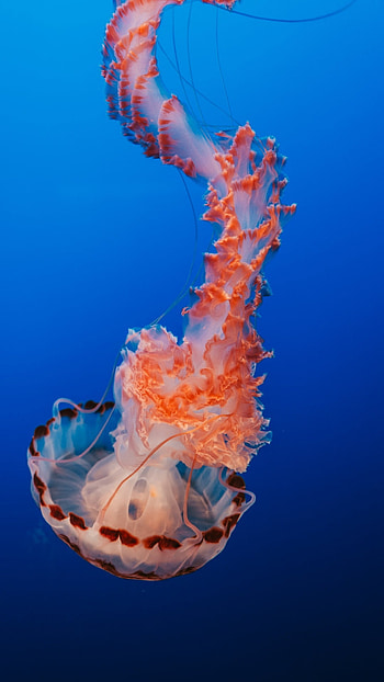 Stunning jellyfish , Vibrant orange and blue colors, Aquarium ambiance, Underwater beauty HD phone wallpaper