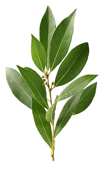 Branch, Bay Leaves HD phone wallpaper