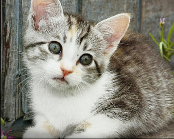 Kitten, face, cute, paws HD wallpaper