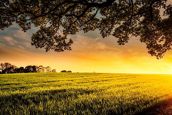 A serene sunset view over a lush green field with trees and a vibrant sky. HD wallpaper