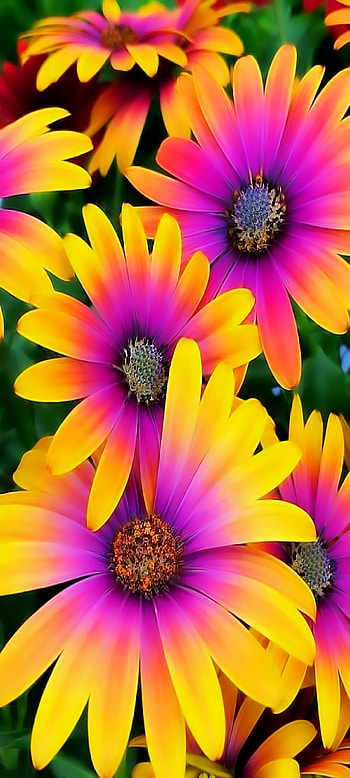 Pretty Flowers, pink, yellow HD phone wallpaper