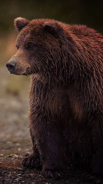 Bear , Top selections, background, Stunning visuals HD phone wallpaper