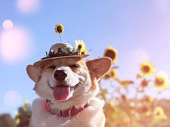 Happy dog, hat, vara, dog, summer, face, tongue, caine HD wallpaper