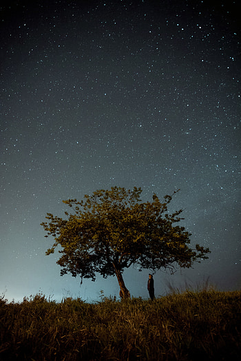 Nature, Night, Dark, Wood, Tree, Starry Sky, Human, Person HD phone wallpaper