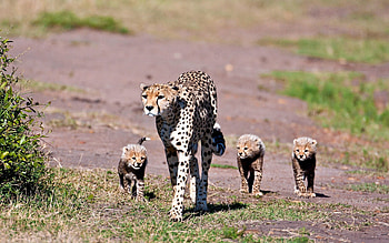 Animals, Leopards, Stroll, Family HD wallpaper